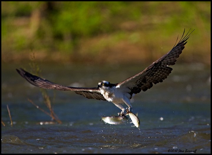 _0SB7621 osprey catching fish.jpg